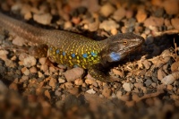 Velejesterka modroskvrnna - Gallotia galloti - Tenerife Lizard 2731